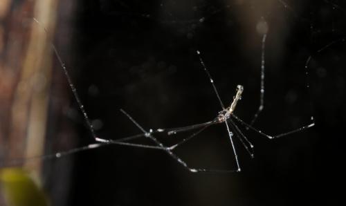 Pholcus ancoralis